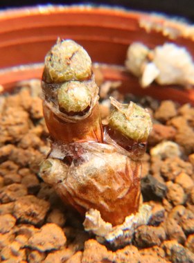 碧光环小兔子已经休眠