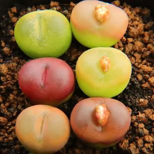 ‘糖豆’~彩色毛汉尼 小型可爱~毛汗尼 肉锥 非拉登灯泡生石花