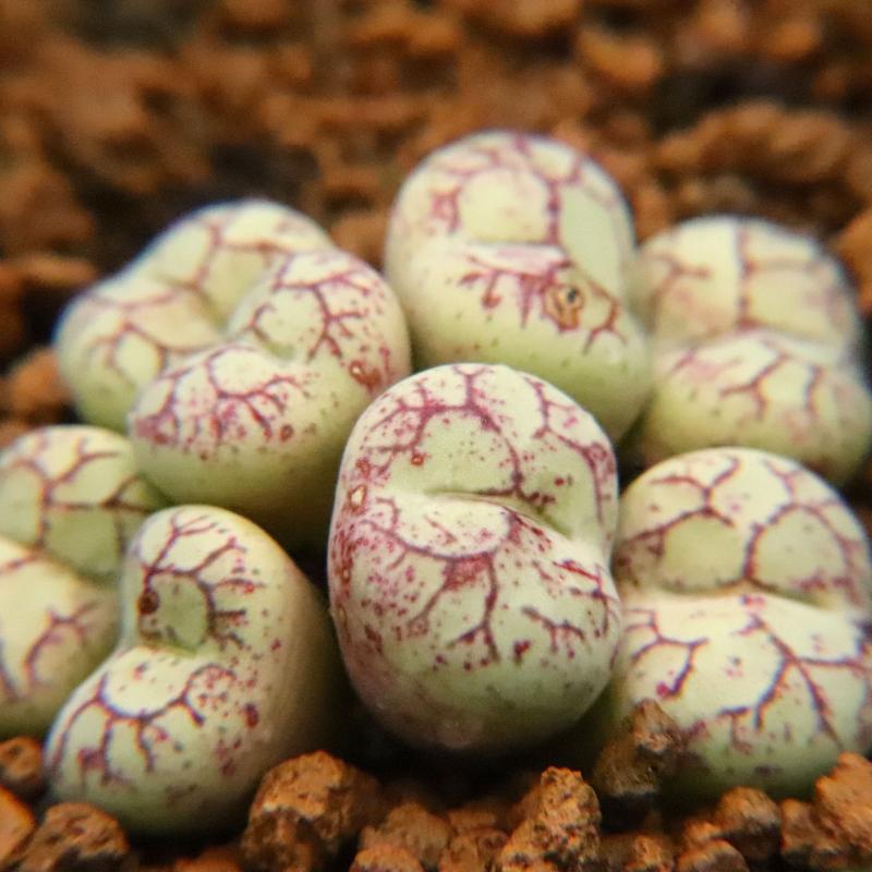 猴脸安珍母本群生】一物一拍多肉