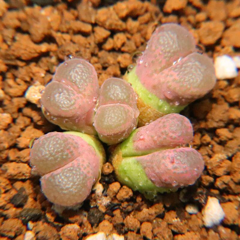 6.4更新 大群风铃玉多肉植物肉锥 一物一拍包邮带盆发 考拉农场