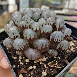 潘氏冰灯玉露 一物一拍】大单头及群生 十二卷 多肉植物考拉农场