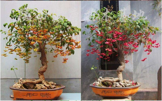 金丝吊蝴蝶树苗植花卉植物花室内客厅大棵室外盆景植物 庭院 花园