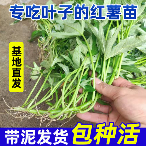 食叶型红薯苗成活率超高