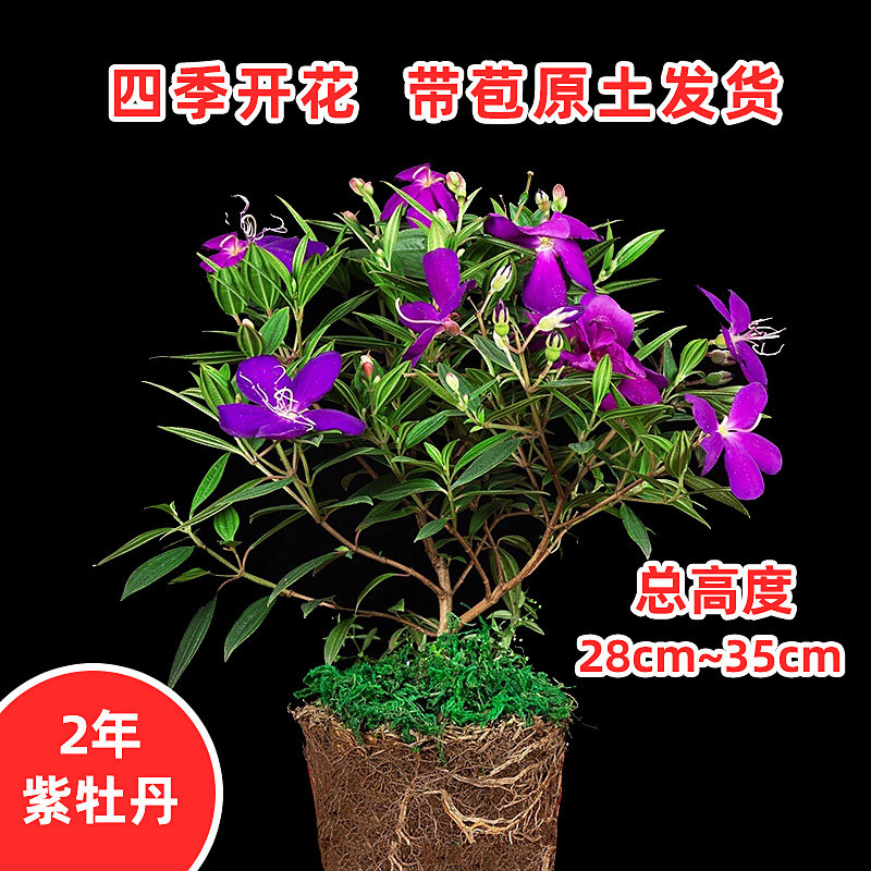 紫色四季庭院花期长巴西野牡丹