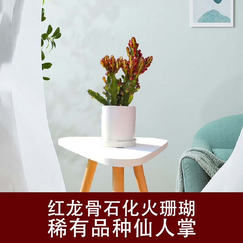 龙骨盆栽火珊瑚红宝石稀有品种仙人掌室内吸甲醛办公桌防辐射花卉