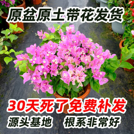 三角梅四季开花带花苞老桩大苗单瓣勤花卉盆栽阳台庭院直发批发