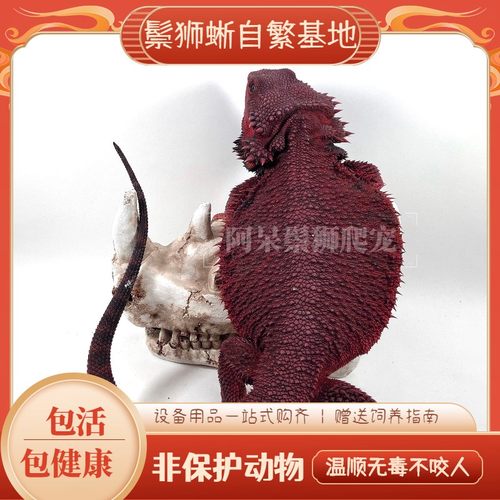 鬃狮蜥蜴爬宠红系柑橘超白入门级网红新手练手萌宠可爱温顺不咬人