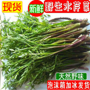 野生水芹菜现摘野生小叶健康应季农家野菜新鲜蔬菜湖南种苗根5斤