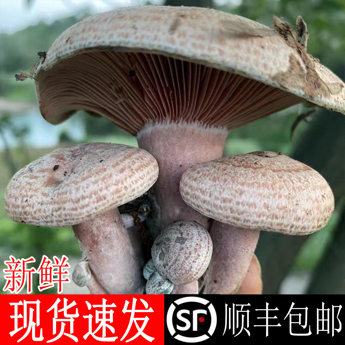 野生乌枞树菌新鲜重阳菌雁来菌嘎吱蘑松谷熟菌寒菌乳松菌鸡琼穷 水产肉类/新鲜蔬果/熟食 新鲜松茸/菌菇 原图主图