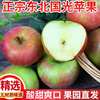东北国光小苹果5斤 新鲜水果正宗大连奶油富士果光苹果酸甜脆