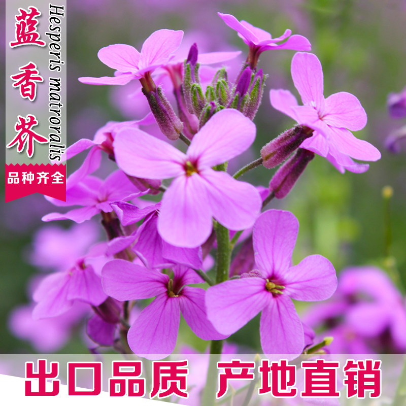 蓝香芥花籽多年生宿根花卉春秋播种室外庭院景观绿化耐寒花种子