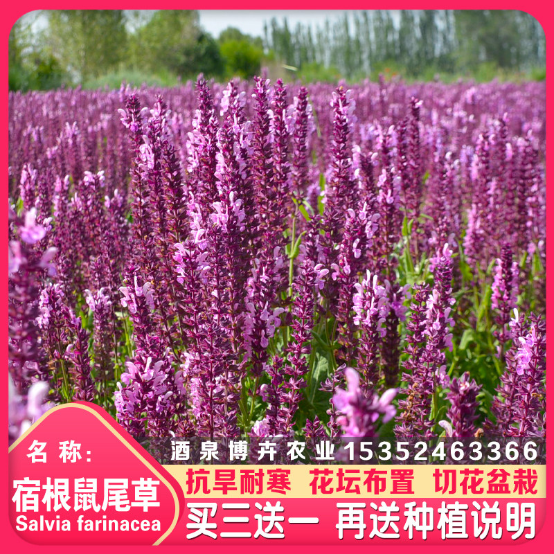 宿根鼠尾草四季易种多年生工程绿化观赏花卉林下芳香鼠尾草种子