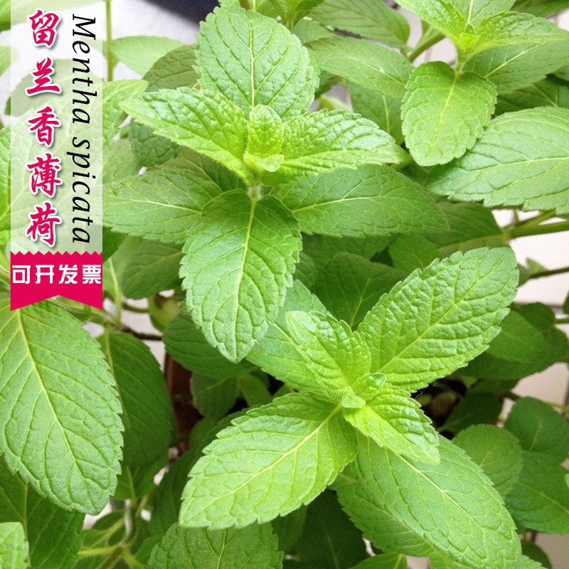 留兰香薄荷种子可食用室内驱蚊虫香草菜籽四季阳台净化空气盆栽