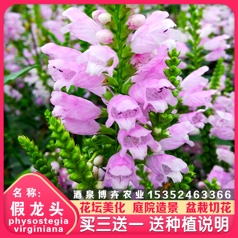 粉色假龙头花籽子随意草多年生宿根花卉室内阳台盆栽耐寒秋播花种