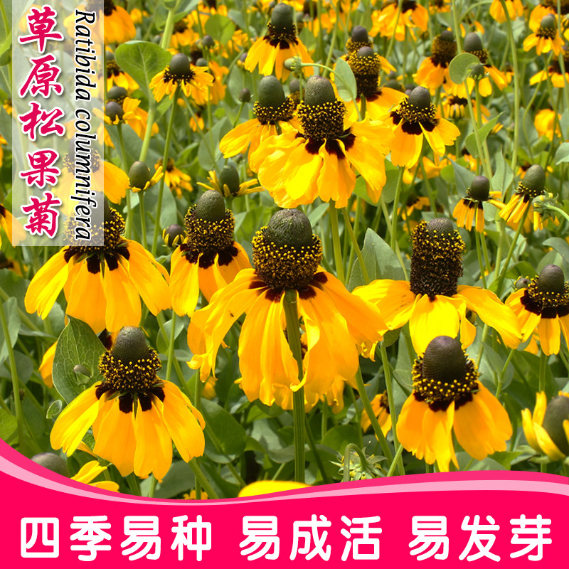 草原松果菊种子四季易种室外庭院阳台易活景观花海花籽子