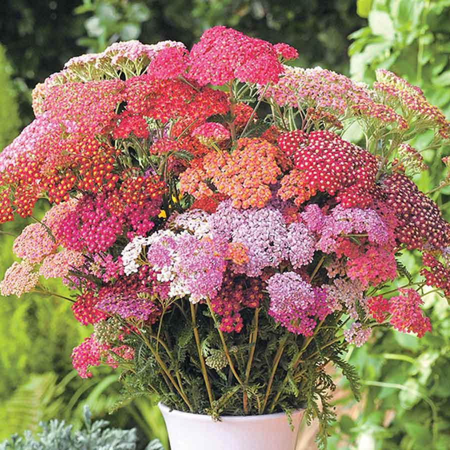 【抚慰身心的治愈精灵】西洋千叶蓍 羽状叶伞形花 自带宁静禅意