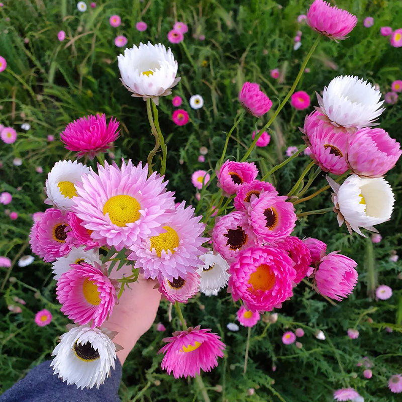 “把瞬间美好变成永恒”永生菊鳞托永生花莱德小丑花种植简单可切