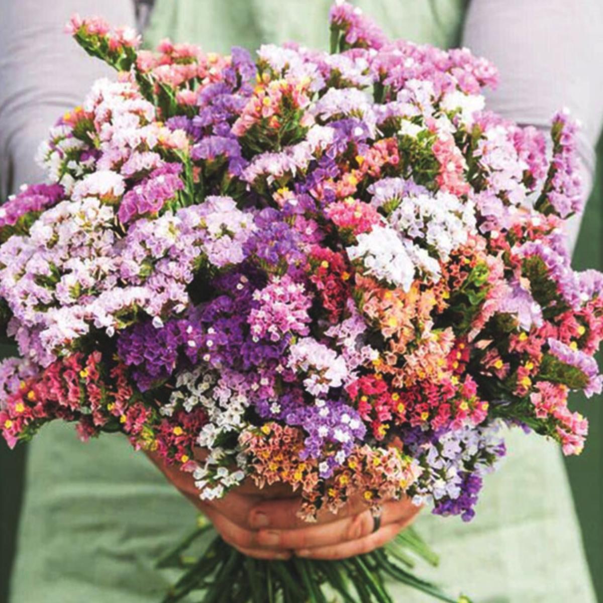 象征温柔守护勿忘我补血草星辰海赤芍白小院空地阳台空花盆都能种