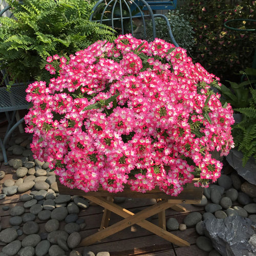 Verbena Seeds for Sale – Plant All Year Round
