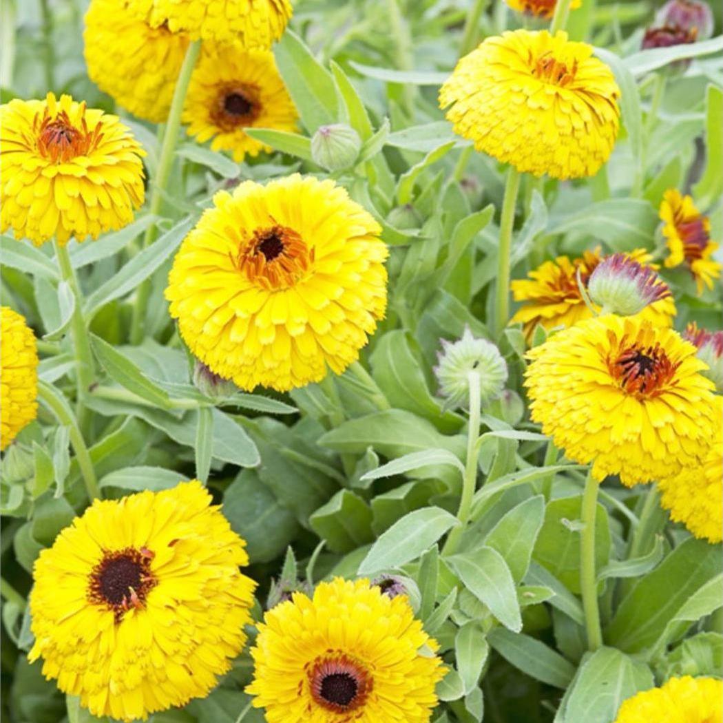 「把夏日封印在陶罐里」柠檬黄金盏菊 一种可控的小型爆炸性灿烂