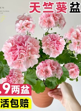 Double petaled geranium potted seedlings, large flowered hy