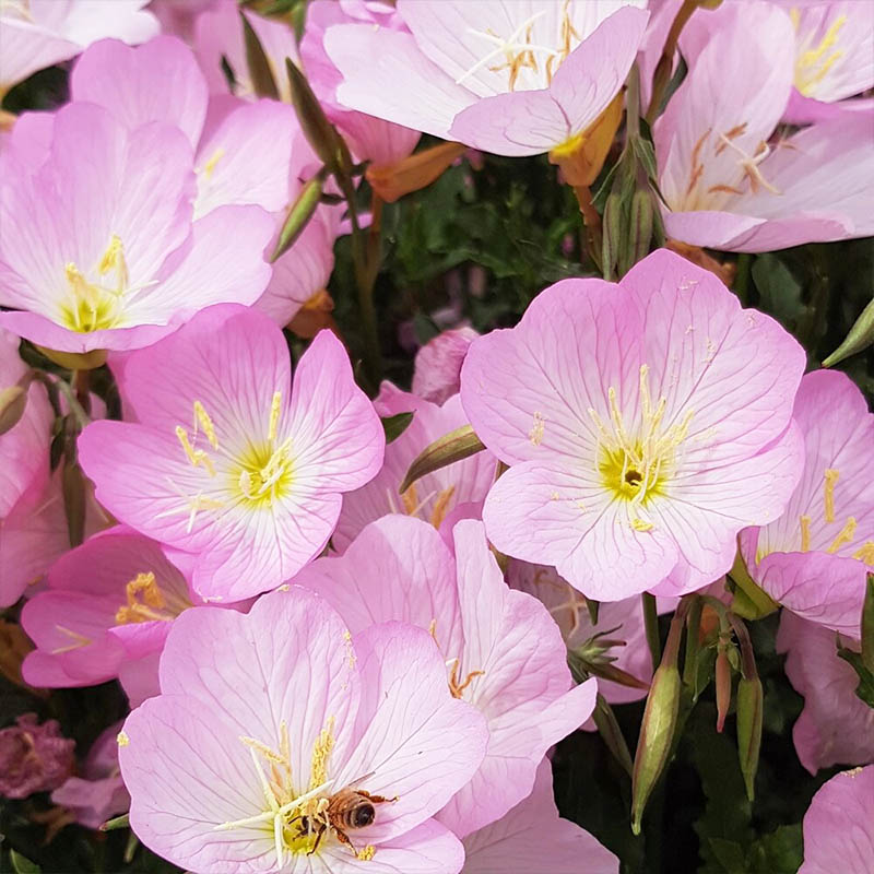 低成本造月下花园 月见草粉色晚樱草 夜飘淡香阳台也能养出氛围感