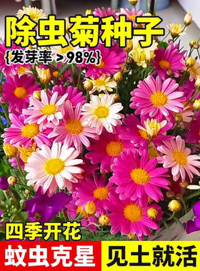 For sale: Pyrethrum seeds for all-season planting.