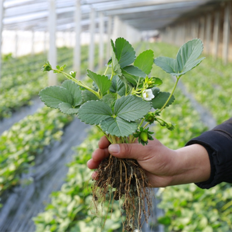 适合阳台种的水果大草莓苗草莓树盆地栽秧桌面四季奶油红颜楼顶