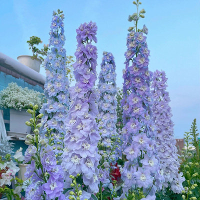 Wholesale large-flowered delphinium seeds are easy to grow