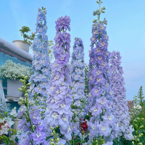 Wholesale large-flowered delphinium seeds are easy to grow