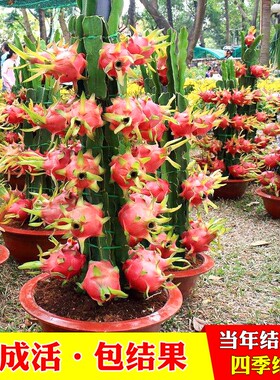 红心火龙果种植室内红肉麒麟四季