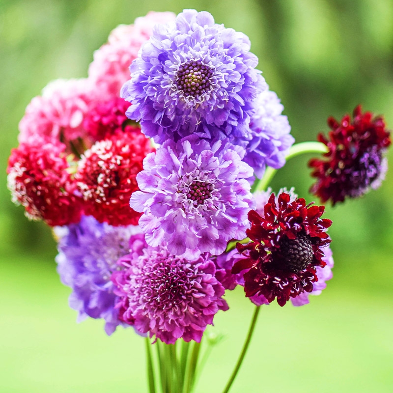 “思念与牵挂”紫盆花重瓣轮锋菊松虫草 梦幻紫调自带浪漫滤镜