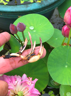 Wholesale lotus roots and lotus flowers are easy to grow