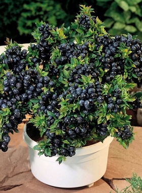 Blueberry tree seedlings for potting and field planting