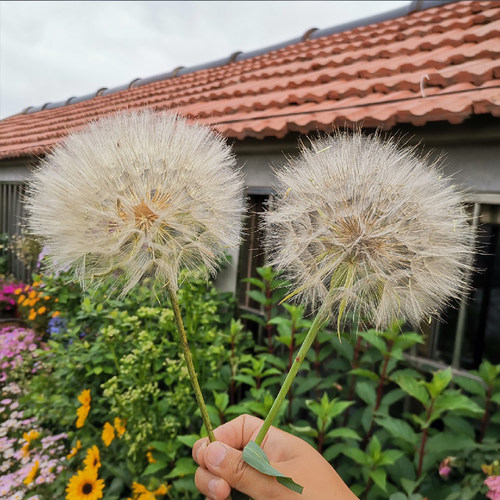 Wholesale dandelion seeds for year-round planting