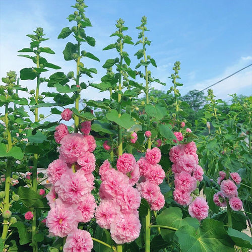 Supply hollyhock seeds, easy to grow in all seasons