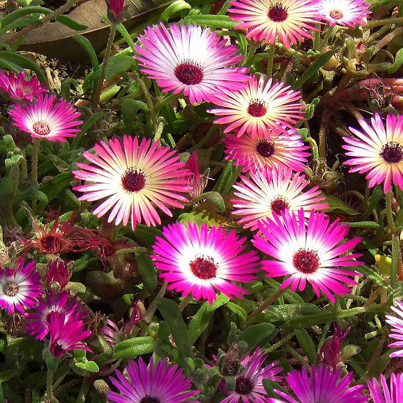 美丽日中花象征“拥抱阳光的热烈”叶片饱满如宝石 耐贫瘠不挑土