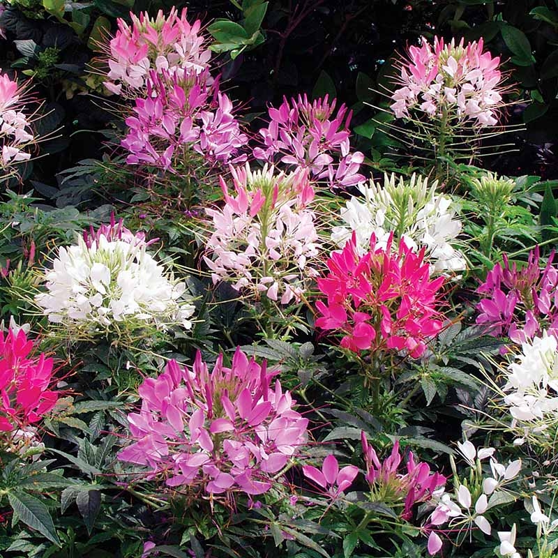 醉蝶花紫龙须凤蝶蜘蛛花 天天看 “蝴蝶停枝” 耐热好养不矫情