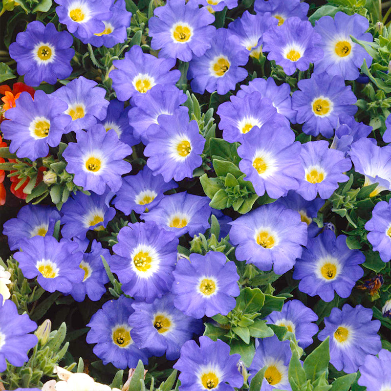 “把温柔藏进花里”智利风铃草似星子垂落 灵动似风铃 易种好养护