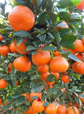 The orange tree has crispy golden tangerines that bear fruit