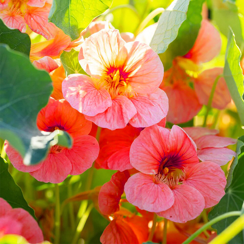 酒红色旱金莲似丝绒布料超精致 爬藤能力强 垂吊盆栽似红酒雾缭绕