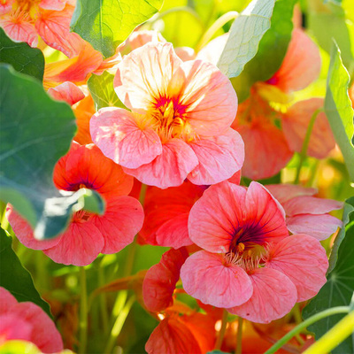 Sell Anemone seeds for year-round planting