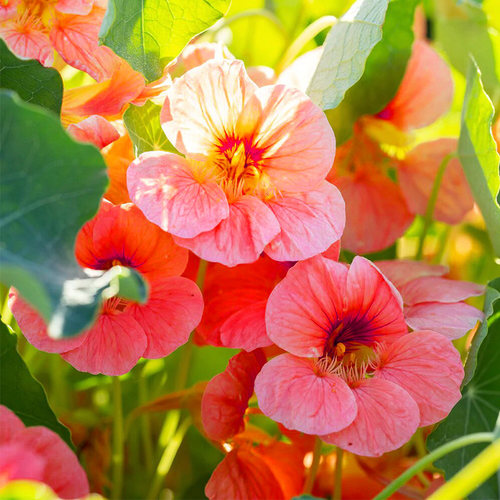 Sell Anemone seeds for year-round planting