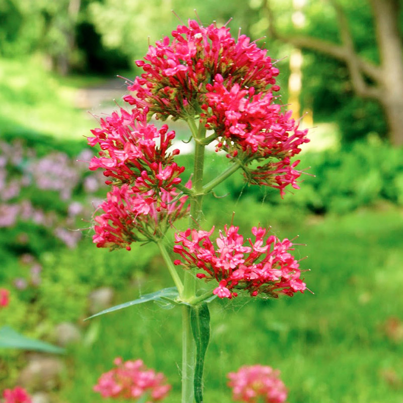 红缬草·宁静红色守护者 助眠安神天然植物力量治愈焦虑安抚神经