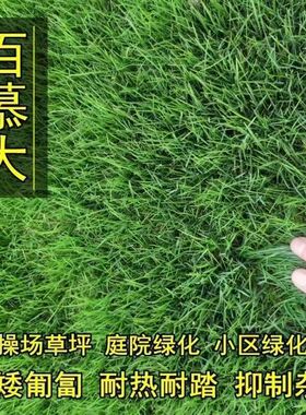 Dwarf Bermuda lawn seeds, grass seed villas, courtyard gree