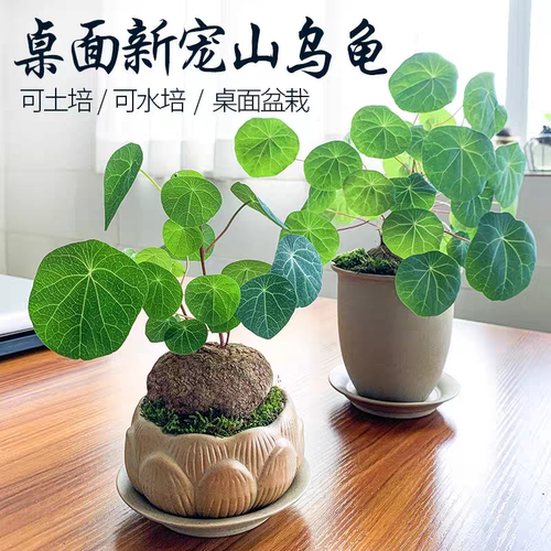For Sale: Stephania Tubers – Easy to Grow All Year Round!
