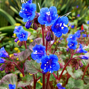 「梦想的蓝色灯塔」加州蓝铃花钟穗铃铛花豆科固氮改良土壤低维护