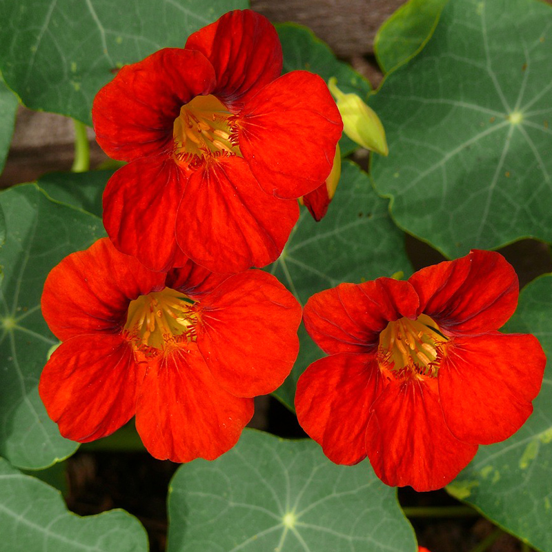 「阳台“垂直花帘”」红色旱金莲交织成自然花帘夏天还能挡阳光