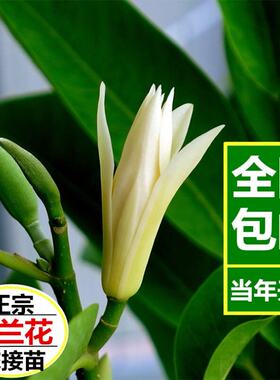 盆栽四季花卉白兰花花苗