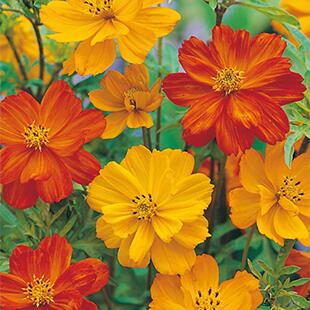 Supply sulfur chrysanthemum seeds for year-round planting